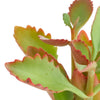 Kalanchoe Sexangularis