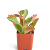 Kalanchoe Sexangularis
