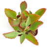Kalanchoe Sexangularis
