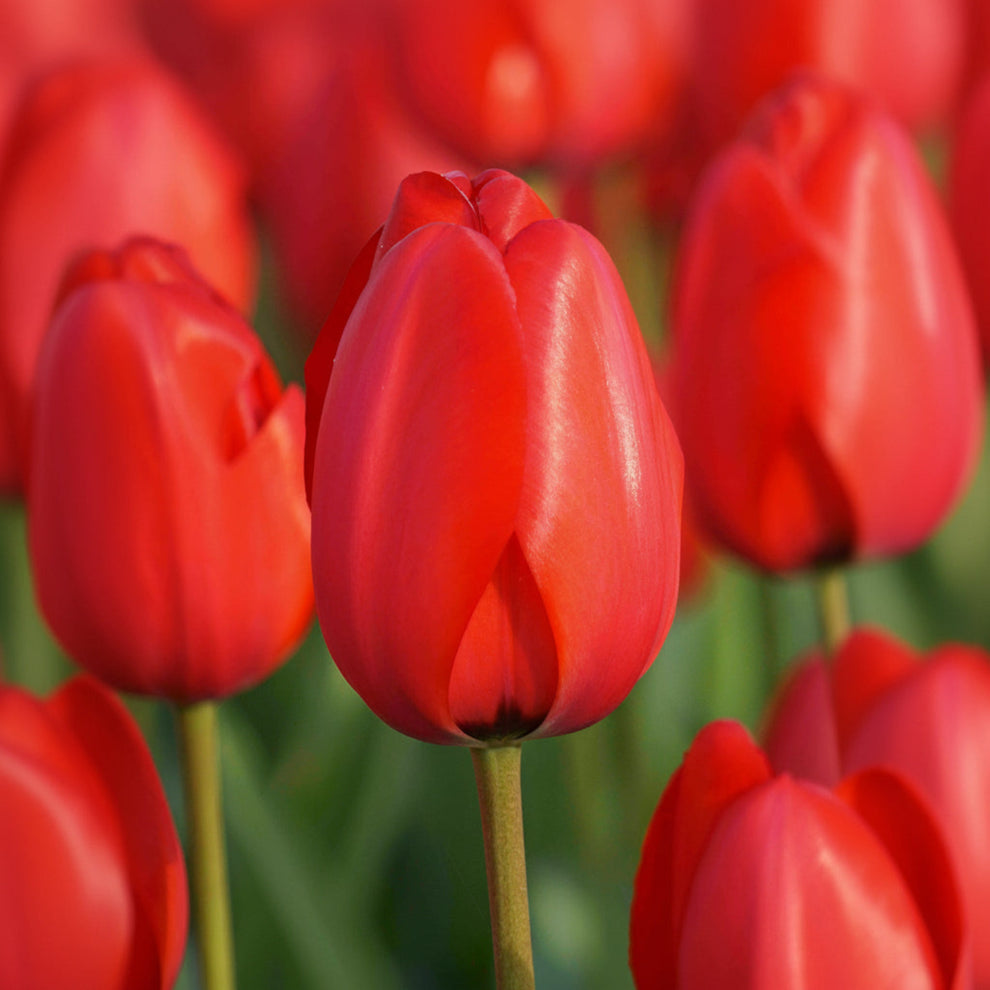 Red Impression Darwin Hybrid Tulip – The Plant Seed