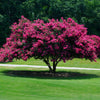 Tuscarora Crape Myrtle