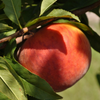 Peach 'UF Sun' (Prunus persica)
