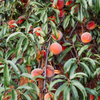Peach 'UF Sun' (Prunus persica)