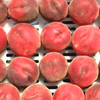 Peach 'UF One' (Prunus persica)