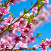 Peach 'UF One' (Prunus persica)