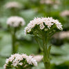 100 ARCTIC SWEET COLTSFOOT Petasites Frigidus Sun Shade Moist White Pink Flower Herb Seeds