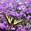 Sweet Alyssum Royal Carpet Seed Pouch