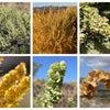 100 FOURWING SALTBRUSH Atriplex Canescens Gray Sage Brush Chamiso Desert Shrub Seeds