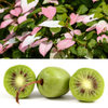 Variegated Arctic Beauty Kiwi Seeds – Fruit Edible Actinidia Kolomikta Vine