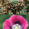 100 HENS and CHICKS Poppy Hens & Chickens Breadseed Lettuce Leaf Papaver Somniferum Flower Seeds