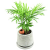 5 BAMBOO PALM Chamaedorea Seifrizii Reed or Parlor Palm Tree Sun Shade Houseplant Seeds