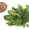 Live RESURRECTION PLANT Rose of Jericho Dinosaur Fern Miracle Air Houseplant