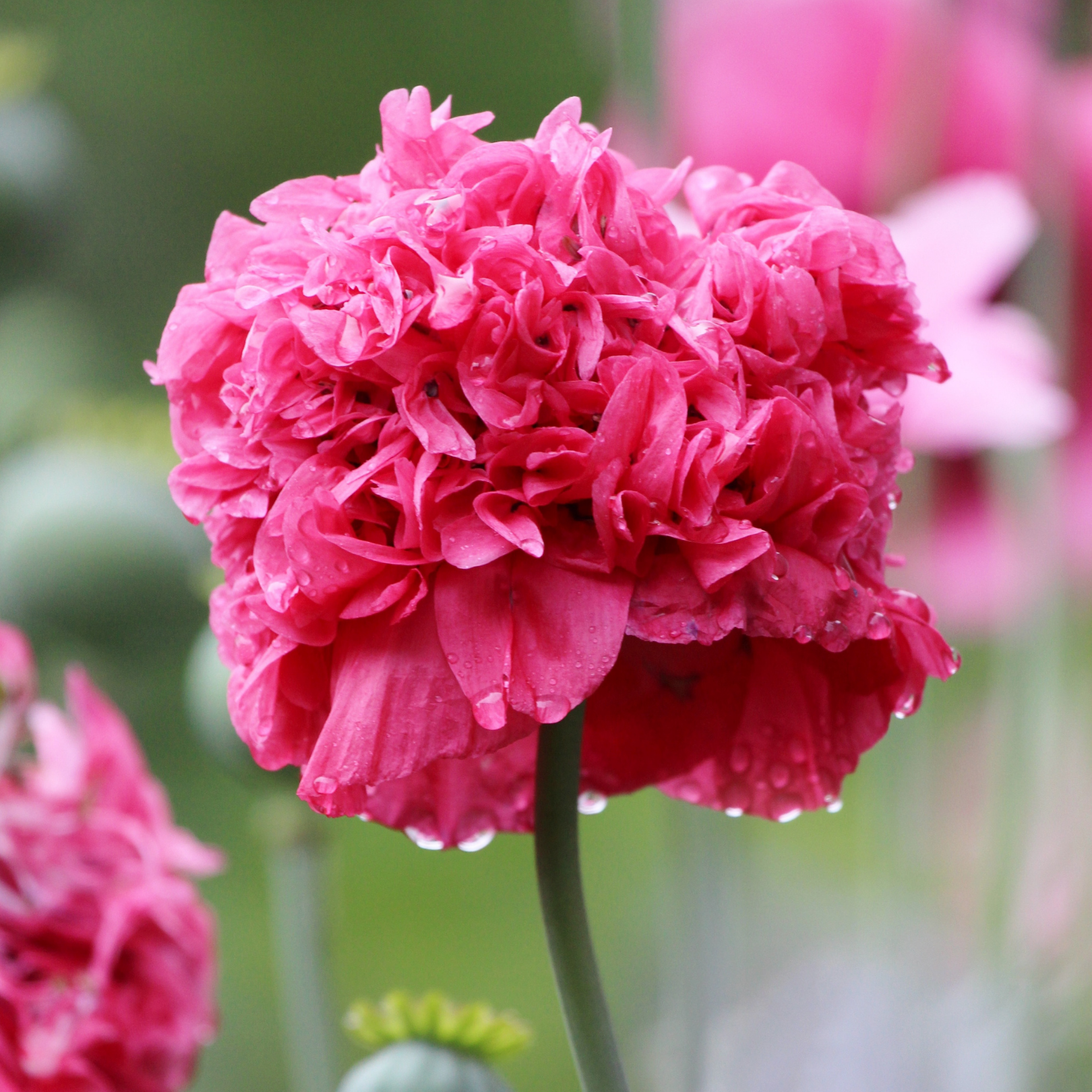 Rare Bombast Rose Poppy Seeds – The Plant Seed