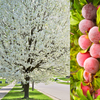 5 AMERICAN PLUM Prunus Americana Red Purple Fruit White Flower Shrub Tree Seeds