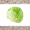 3000 ICEBERG HEAD LETTUCE Lactuca Sativa Vegetable Seeds