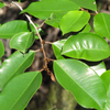 Caimitito, Satin Leaf (Chrysophyllum oliviforme)