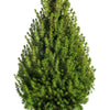 60 Organic Seeds COMMON JUNIPER (20 Berries) Juniperus Communis Tree Shrub Evergreen Conifer Blue Berry Yellow Flower aka Gin Berry Pine