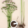 Valerian Root (Valeriana officinalis)