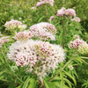 Valerian Root (Valeriana officinalis)
