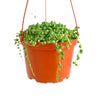 Senecio rowleyanus f. variegatus 'Variegated String of Pearls'