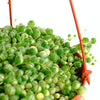 Senecio rowleyanus f. variegatus 'Variegated String of Pearls'