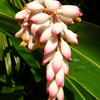 Variegated Shell Ginger (Alpinia zerumbet)
