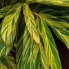 Variegated Shell Ginger (Alpinia zerumbet)