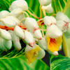 Variegated Shell Ginger (Alpinia zerumbet)