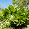 Virginia Bunchflower Lily Seeds – (White Hellebore / Corn Lily) Melanthium Virginicum Flower – photo 5