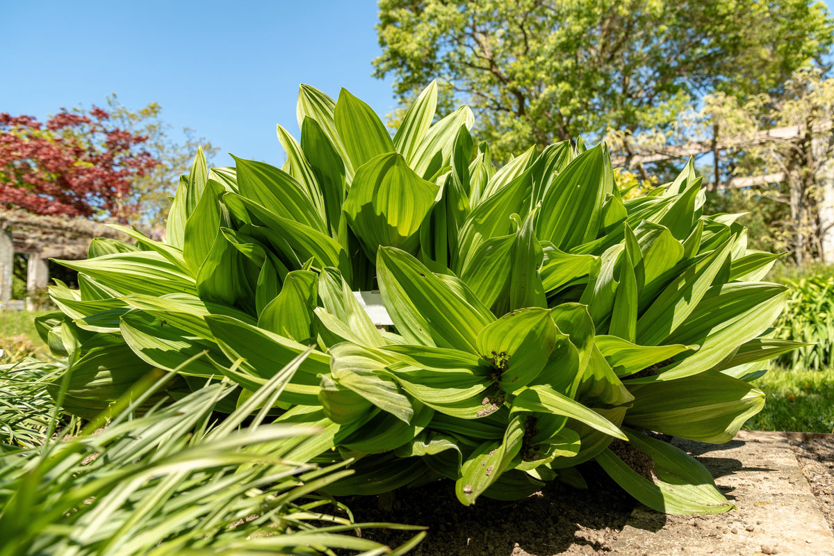 Virginia Bunchflower Lily Seeds – (White Hellebore / Corn Lily) Melanthium Virginicum Flower – photo 5