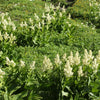 Virginia Bunchflower Lily Seeds – (White Hellebore / Corn Lily) Melanthium Virginicum Flower – photo 11