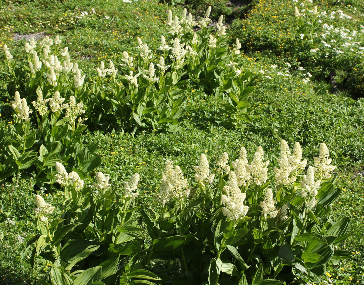 Virginia Bunchflower Lily Seeds – (White Hellebore / Corn Lily) Melanthium Virginicum Flower – photo 11