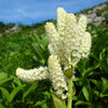 Virginia Bunchflower Lily Seeds – (White Hellebore / Corn Lily) Melanthium Virginicum Flower – photo 2