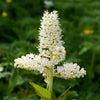Virginia Bunchflower Lily Seeds – (White Hellebore / Corn Lily) Melanthium Virginicum Flower – photo 3