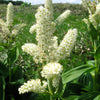 Virginia Bunchflower Lily Seeds – (White Hellebore / Corn Lily) Melanthium Virginicum Flower