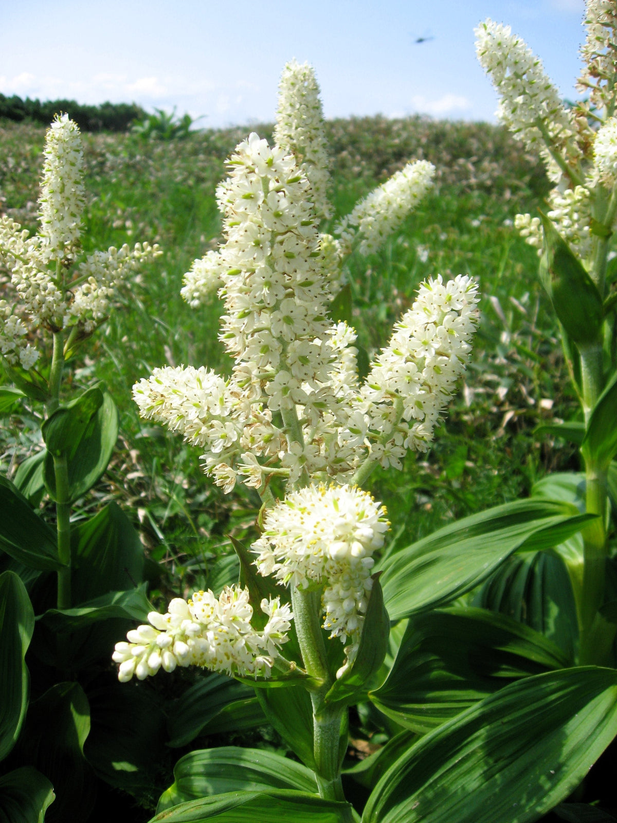 Virginia Bunchflower Lily Seeds – (White Hellebore / Corn Lily) Melanthium Virginicum Flower