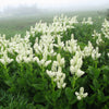 Virginia Bunchflower Lily Seeds – (White Hellebore / Corn Lily) Melanthium Virginicum Flower – photo 4