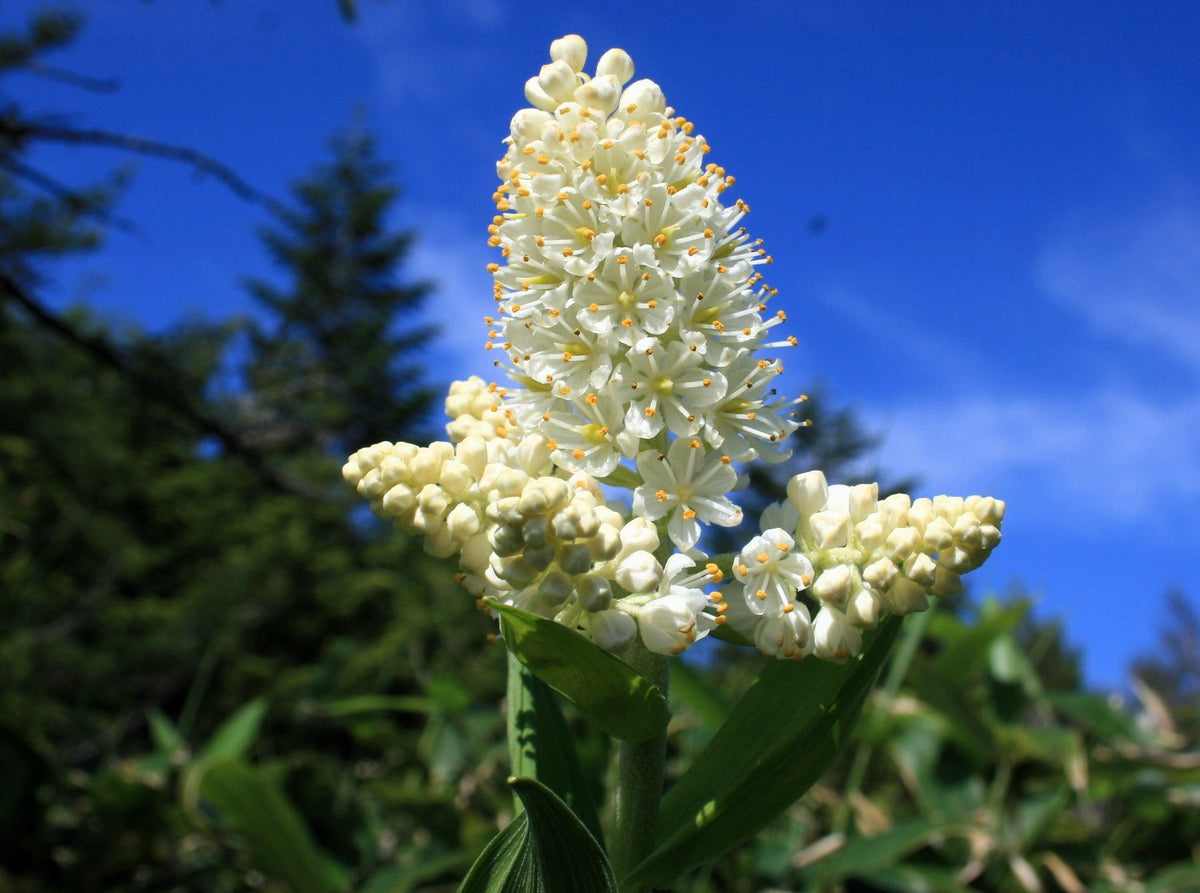 Virginia Bunchflower Lily Seeds – (White Hellebore / Corn Lily) Melanthium Virginicum Flower – photo 10