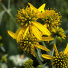 250 Wingstem / YELLOW IRONWEED Verbesina Alternifolia Flower Seeds