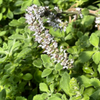 Vicks Plant (Plectranthus tomentosa)