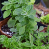 Vicks Plant (Plectranthus tomentosa)