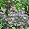 Vietnamese Perilla, Lá Tía Tô (Perilla frutescens)