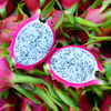 Dragon Fruit, White 'Vietnamese Jaina' (Hylocereus undatus)