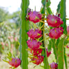 Dragon Fruit, White 'Vietnamese Jaina' (Hylocereus undatus)