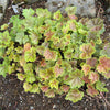 50 HEUCHERA Americana CORAL BELLS Dale's Strain American Alumroot Flower Seeds