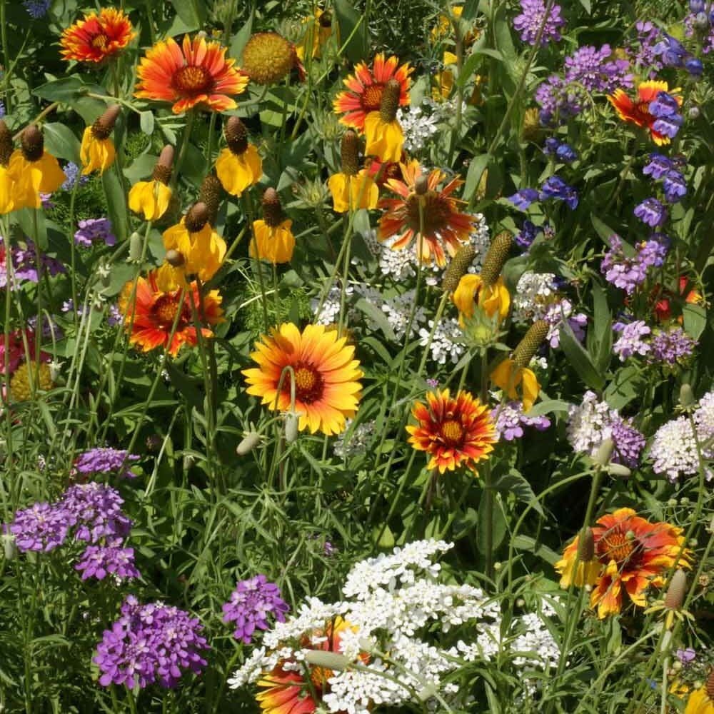 No Deer Here Wildflower Mix – Unsavory Species to Deer