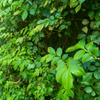 Wampee (Clausena lansium)