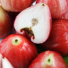 Wax Jambu, Red (Syzygium samarangense)