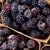 Boysenberry (Rubus ursinus × idaeus × brambles hybrid) – live plant – photo 3