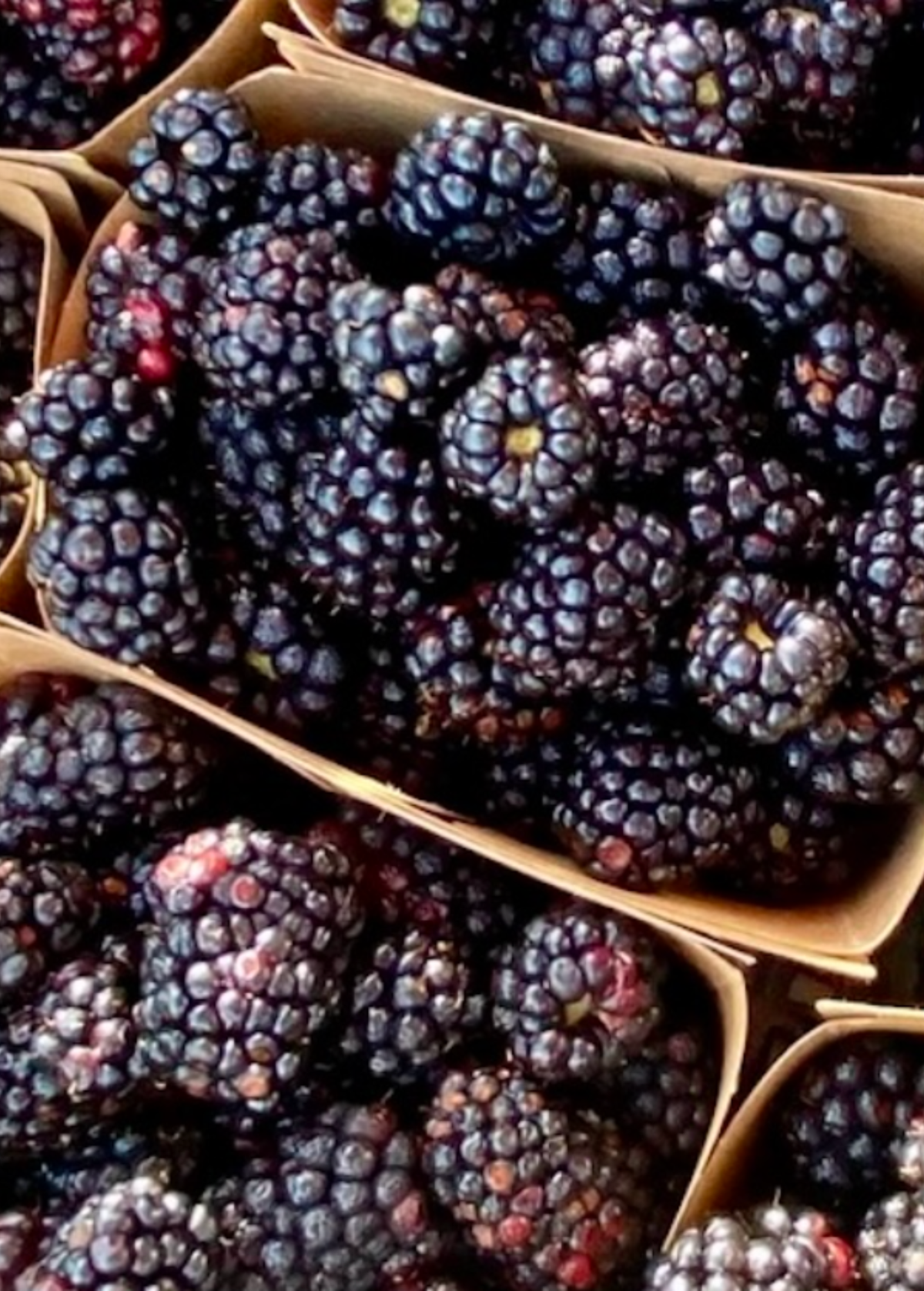 Boysenberry (Rubus ursinus × idaeus × brambles hybrid) – live plant – photo 3